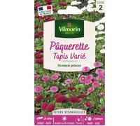 Vilmorin 5448242 Pâquerette, Multicolore, 90 x 2 x 160 cm