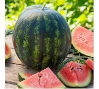 Vilmorin - sachet graines Pastèque mini love HF1 Vilmorin