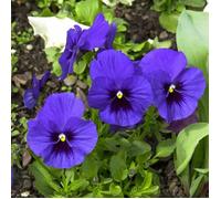 VILMORIN Pensée géante Lac de Thoune bleu