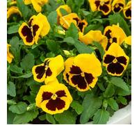 Pensée Géante Or Du Rhin