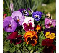 Graines - Vilmorin - Pensée Géante Suisse Variée