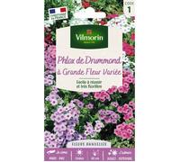 Vilmorin - Phlox de Drummond à grande fleur - Varié