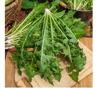 Vilmorin – Graines – Pissenlit à cœur plein – Amélioré, plante très productive, forme compacte