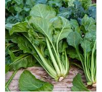 Graines - Vilmorin - Poirée Verte à Couper - Légumes d'Autrefois