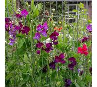 VILMORIN-Graines de Pois de senteur bio en mélange Vilmorin - graines à semer