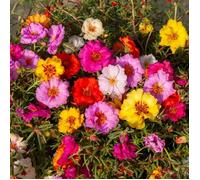 Vilmorin – Sachet de graines de pourpier à grande fleur double varié