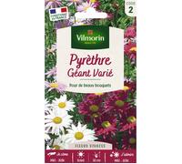 Vilmorin Semences Pyrethre géant varié – Fleurs hautes 50 cm, fleurit chaque année, éloigne insectes