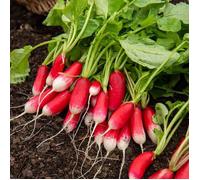 Vilmorin - Sachet graines Radis de 18 jours BIO