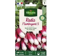 Radis Flamboyant 5