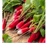 Graines - Vilmorin - Radis Fluo HF1 - Ruban de graines - 5 m