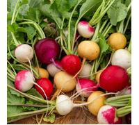 Sachet de graines Radis Mélange de Couleurs BIO