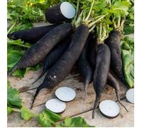 VILMORIN Radis noir gros long d hiver
