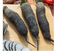 Graines - Vilmorin - Radis Noir Long Poids d'Horloge - Légumes d'Autrefois