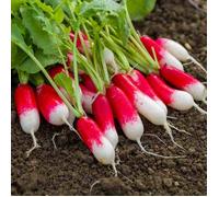 Graines - Vilmorin - Radis Pernot Clair