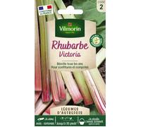 Vilmorin Rhubarbe Victoria