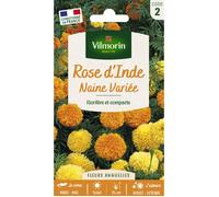 Rose d'Inde Naine Variée