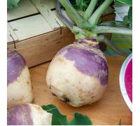 Graines - Vilmorin - Rutabaga Champion (à Collet Rouge) - Légumes d'Autrefois