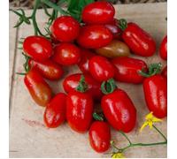 Graines - Vilmorin - Tomate Aligote HF1 - Graines d'Exception