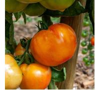 Vilmorin - Tomate Bio Ananas