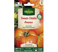 VILMORIN Tomate Ananas Vilmorin série 2 légumes d'autrefois