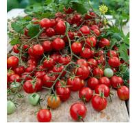 Vilmorin Graines Tomate cerise Rouge – Sachet – Semis février à mai