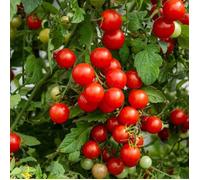 Tomate cerise bio Vilmorin