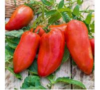 Graines - Vilmorin - Tomate Cornabel F1 - Graines d'Exception