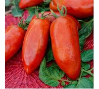 Graines - Vilmorin - Tomate Cornue des Andes - Légumes d' Autrefois