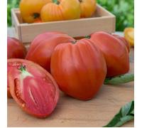 Graines - Vilmorin - Tomate Cuor Di Bue (Cœur de Bœuf)