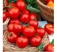 Graines - Vilmorin - Tomate Fournaise F1 - Graines d'Exception