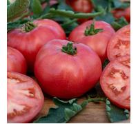 Graines - Vilmorin - Tomate Honey Moon F1 - Graines d'Exception