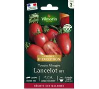 Graines - Vilmorin - Tomate Lancelot HF1 - Graines d'Exception