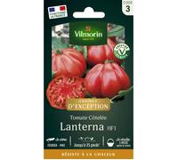 Graines - Vilmorin - Tomate Lanterna F1 - Graines d' Exception