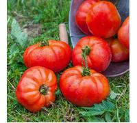 Vilmorin Tomate Marmande bio