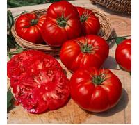 Vilmorin Sachet de graines Tomate Marmande
