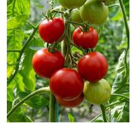 Vilmorin Tomate Matina – BIO