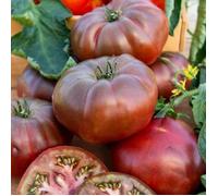 Graines - Vilmorin - Tomate Noire de Crimée - Légumes d'Autrefois