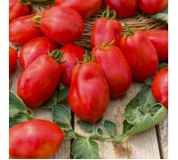 Graines - Vilmorin - Tomate Roma - Légumes d'Autrefois