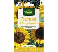 Graines de tournesol, à fleurs géantes, fleurs jaunes, Vilmorin