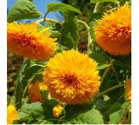 VILMORIN Tournesol double géant de Californie Vilmorin série 1