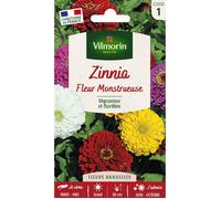 Graines - Vilmorin - Zinnia à Fleur Monstrueuse