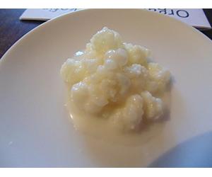 Grains de kéfir de lait bio Culture naturelle Harmonie écosystèmes