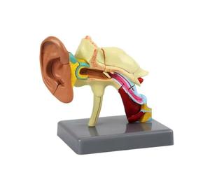 Gralara Maqute Biologique D'oreille à 22 Componts Précis Modèle D'anatomie l'oreille Base Rectangulaire Réaliste pr Démonstrations Scientifiques