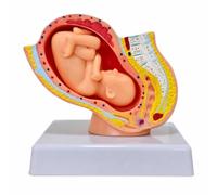 Gralara Modèle Reproduction Féminine avec Fœtus Neuf Mois Coupe Modèle D'utérus avec Fœtus Didactique pour Professeurs, Petit Modèle De Grossesse De Neuf Mois