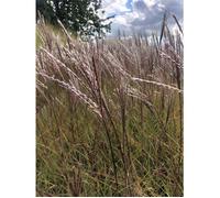 Graminée ornementale - Miscanthus sinensis 'Red Chief' - Pot 9×9 cm - Feuillage rouge cuivré - Plumeaux rouge-brun