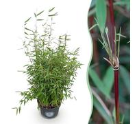 Graminées - Fargesia nitida Red Dragon - Non invasif Bambou - Feuillage persistant - 70-80cm - Ø23cm - Plante de jardin