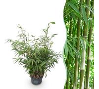 Graminées - Fargesia robusta Pingwu - Bambou non envahissant - Feuillage persistant - 2 Plantes - 70-80cm - Ø23cm - Plante de jardin