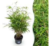 Graminées - Fargesia Rufa - Non invasif Bambou - A feuilles persistantes - 70-80cm - Ø23cm - Plante de jardin