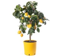 Grand arbre d'agrumes au citron Faites pousser vos propres fruits à la maison, à l'intérieur ou dans le jardin extérieur.