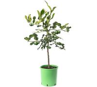 Grand arbre d'agrumes de lime kaffir, cultivez vos propres fruits chez vous en intérieur ou en extérieur.